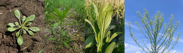 Image of A mares tail weed plant in a flower arrangement