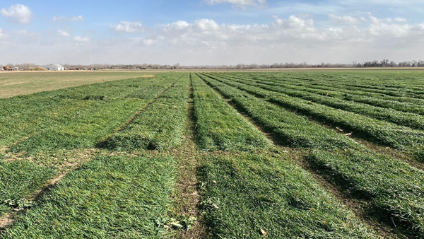 A field of grass with blue sky and cloudsDescription automatically generated