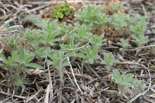 Close-up of a plant growing in the groundDescription automatically generated