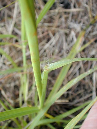 Close-up of a plant stemDescription automatically generated