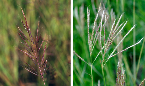 Close-up of a plant with a few seedsDescription automatically generated with medium confidence