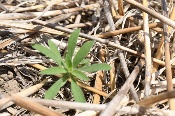 A green plant growing in strawDescription automatically generated