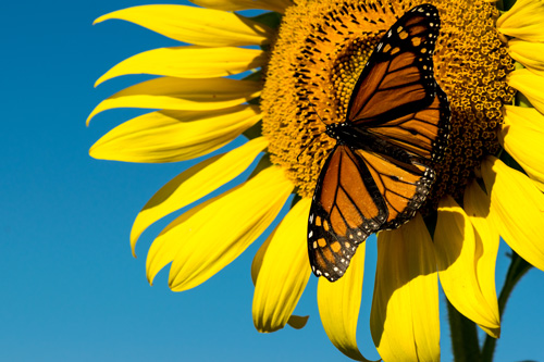 A butterfly on a sunflowerDescription automatically generated