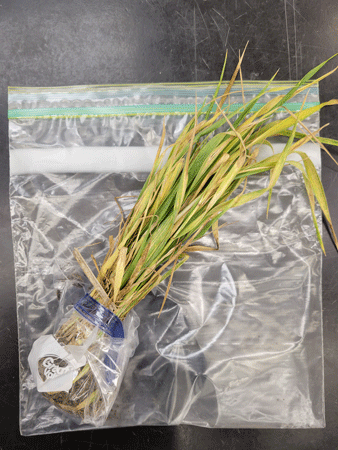 A bag of grass on a tableDescription automatically generated