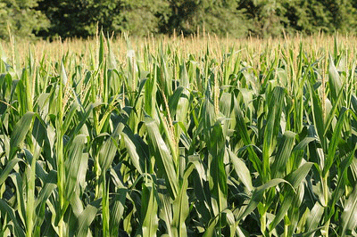 A field of corn plantsDescription automatically generated