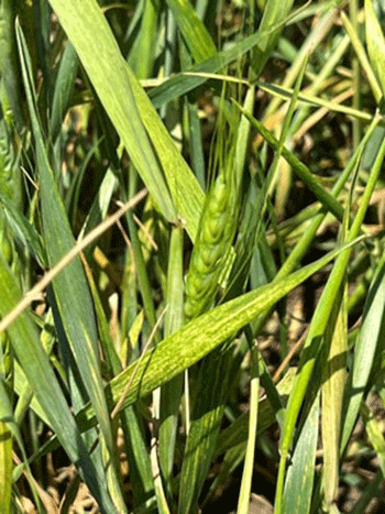 Close-up of a green plantDescription automatically generated