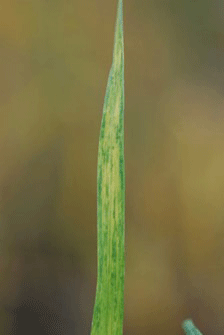 Close-up of a green blade of grassDescription automatically generated