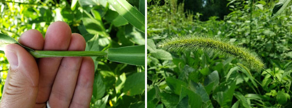 foxtail plant scientific name