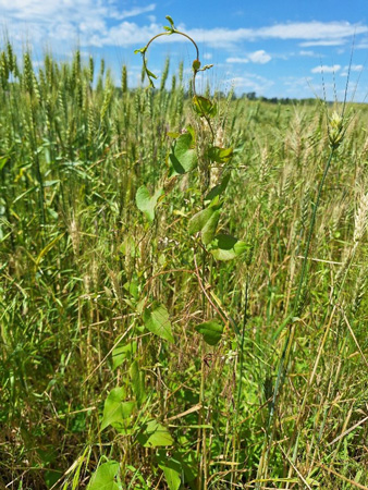 A close-up of a field of grassAI-generated content may be incorrect.