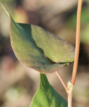 Close-up of a leaf on a plantAI-generated content may be incorrect.