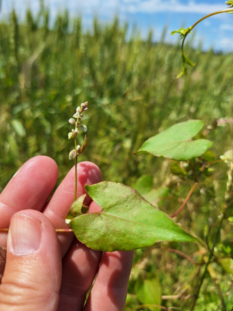 A hand holding a leafAI-generated content may be incorrect.