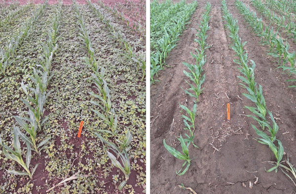 A crop of corn plantsDescription automatically generated with medium confidence