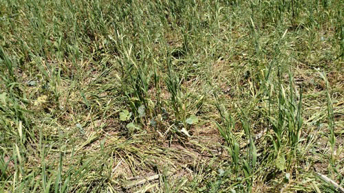 A close-up of a grass fieldDescription automatically generated