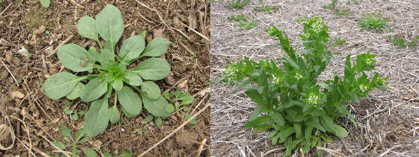 winter wheat weeds