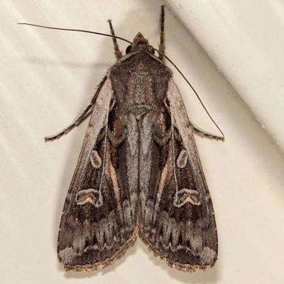 A close up of a mothDescription automatically generated