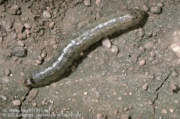 A caterpillar on the groundDescription automatically generated