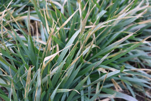 Close-up of a green grassDescription automatically generated
