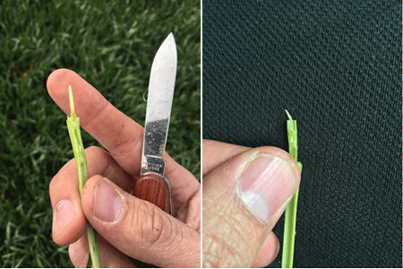 A person holding a knife and a blade of grassDescription automatically generated
