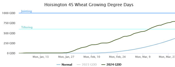 A graph of growth of wheat growing degreesDescription automatically generated