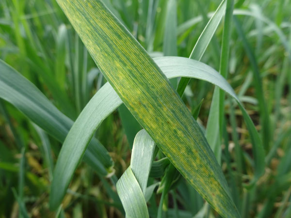 wheat streak mosaic virus