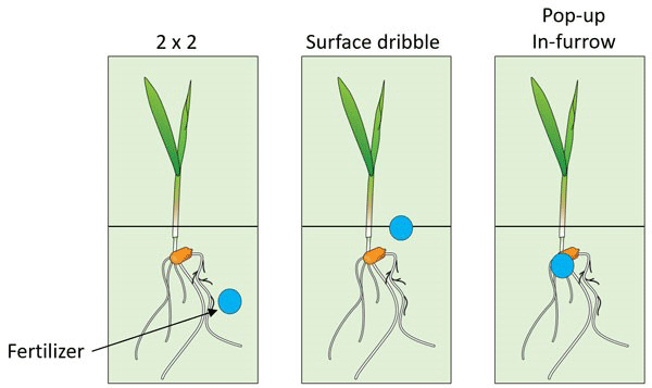 Diagram of a plant sprouting from a surface dribbleDescription automatically generated