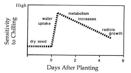 A diagram of a plant growthAI-generated content may be incorrect.
