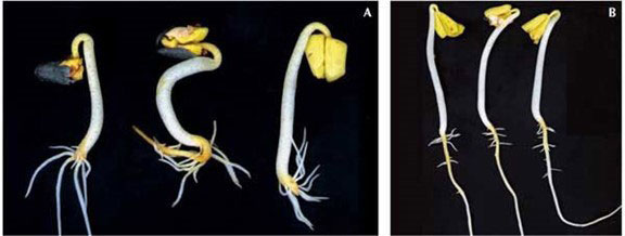 A collage of a plantAI-generated content may be incorrect.