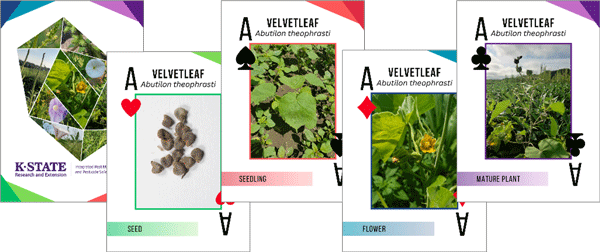 A group of cards with pictures of plantsDescription automatically generated