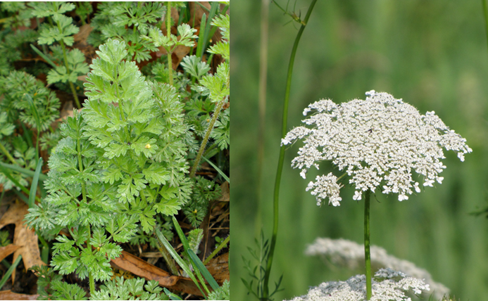 Poisonous Weed Like Queen Anne's Lace?