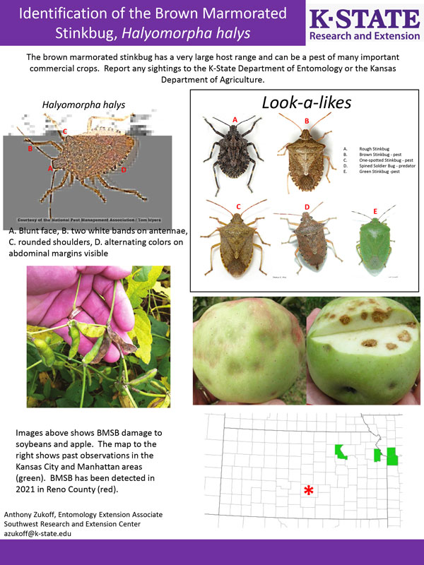 Brown Marmorated Stink Bug