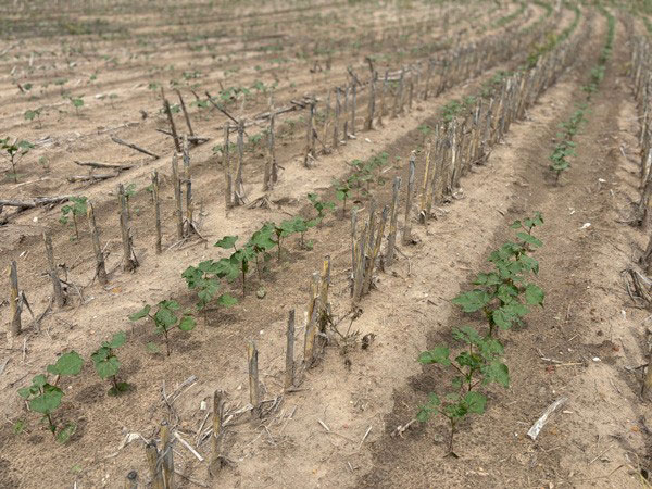 Rows of young plants growing in a fieldAI-generated content may be incorrect.