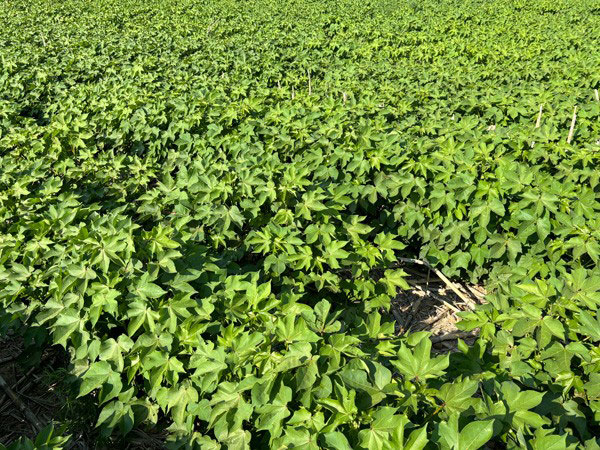 A field of green plantsAI-generated content may be incorrect.