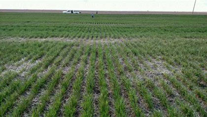 https://webapp.agron.ksu.edu/agr_social/lib/Filemanager/userfiles/04122019/Causes-of-yellow-wheat-F06.jpg