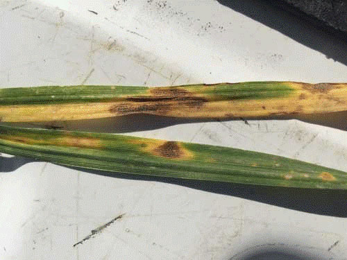 A close up of a plantDescription automatically generated