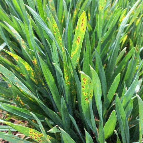 A close up of a plantDescription automatically generated