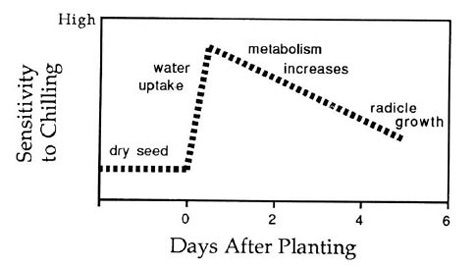 A diagram of a plant growthDescription automatically generated