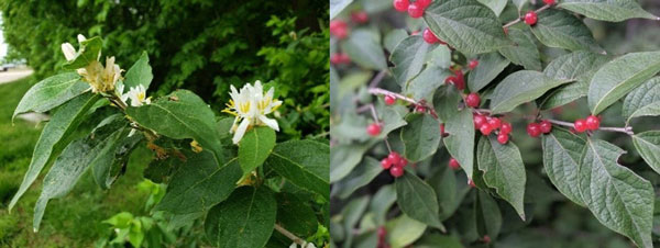 amur honeysuckle berries