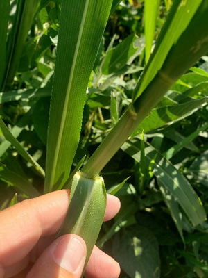 A hand holding a stalk of cornDescription automatically generated
