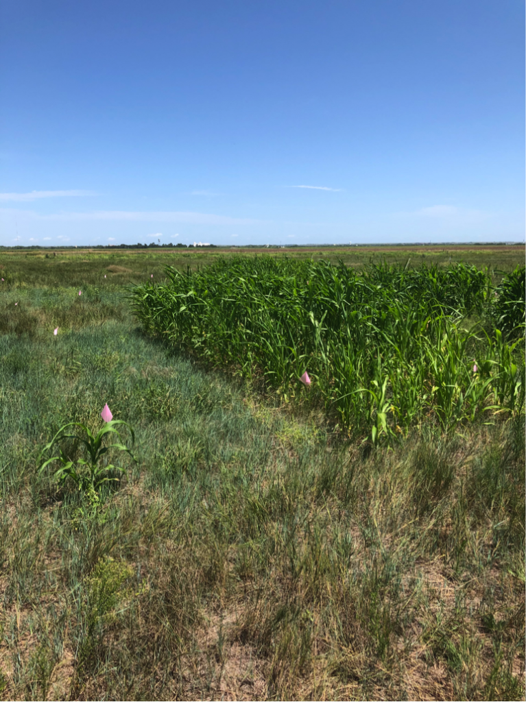 Study: Interseeding Sorghum-Sundangrass Into Cool-Season Western Wheatgrass