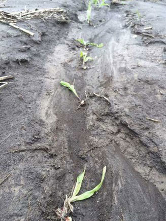 A close-up of a dirt roadAI-generated content may be incorrect.