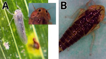 A close-up of a bugAI-generated content may be incorrect.