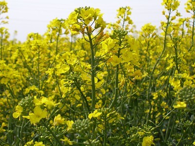 A close-up of a field of yellow flowersAI-generated content may be incorrect.