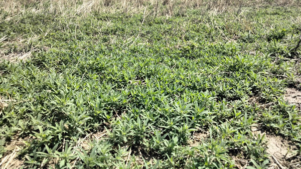 A field of grass with small plantsAI-generated content may be incorrect.