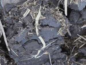 A close-up of a pile of dirtAI-generated content may be incorrect.