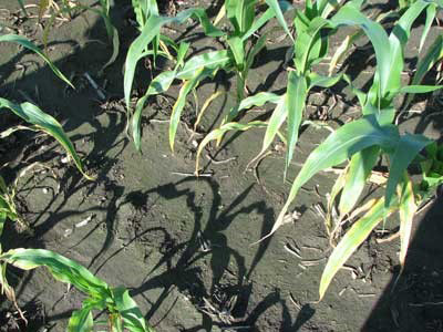 Close-up of a corn fieldAI-generated content may be incorrect.