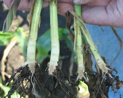 A close-up of a person holding up some rootsAI-generated content may be incorrect.