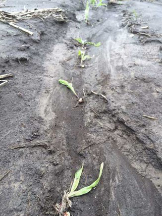 A close-up of a dirt roadAI-generated content may be incorrect.