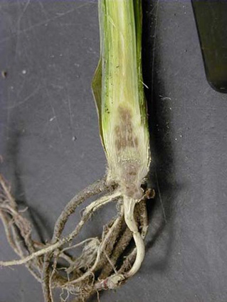 A close-up of a plant with rootsAI-generated content may be incorrect.
