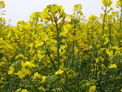 A close-up of a field of yellow flowersDescription automatically generated