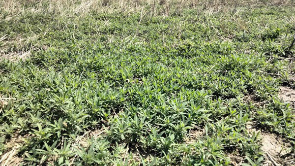 A field of grass with small plantsAI-generated content may be incorrect.